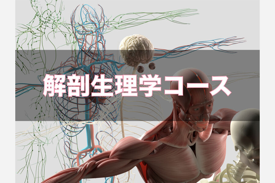 解剖生理学コース